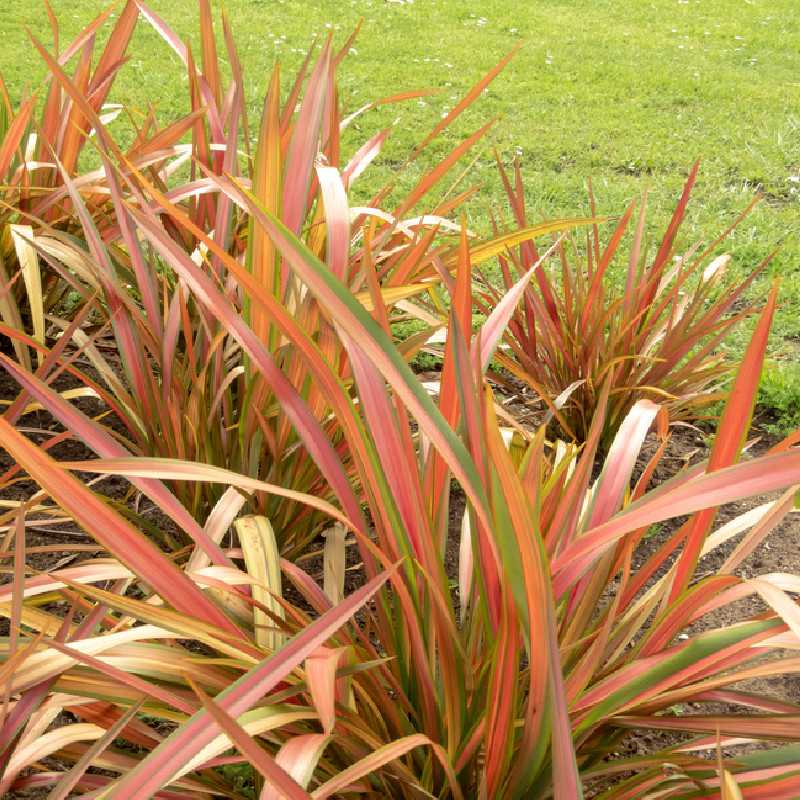 Phormium tenax ‘Jester‘