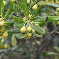 Pittosporum tobira - Pittospore du Japon