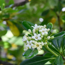 Pittosporum tobira - Pittospore du Japon