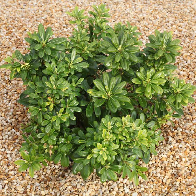 Pittosporum tobira ‘Nana’