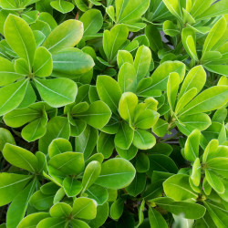 Pittosporum tobira ‘Nana’