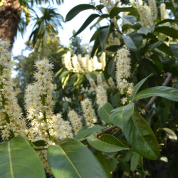 Prunus lusitanica 'Angustifolia' - Laurier du Portugal