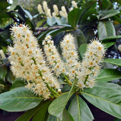 Prunus lusitanica 'Angustifolia' - Laurier du Portugal