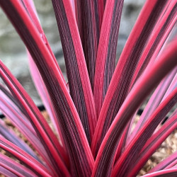 Cordyline australis ‘Charlie Boy