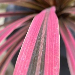 Cordyline australis ‘Southern splendour’