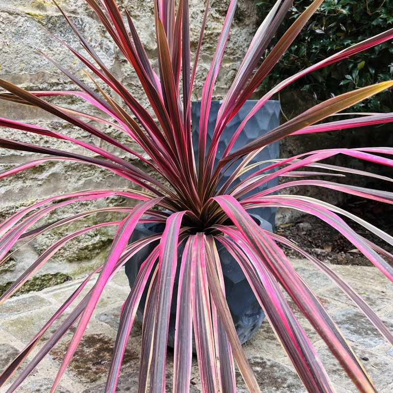 Cordyline australis ‘Southern splendour’