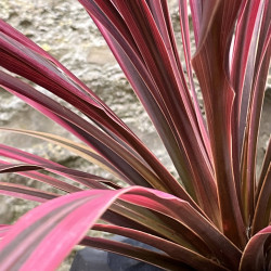 Cordyline australis ‘Southern splendour’