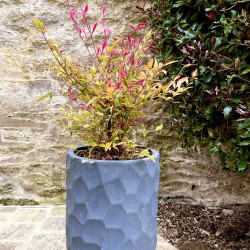Nandina domestica ‘Red Light’ ® - Bambou sacré nain