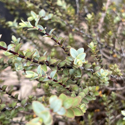 Hebe pimeleoides ‘Quicksilver’ - Véronique arbustive