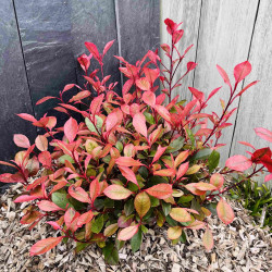 Photinia fraseri ‘Little Fenna‘