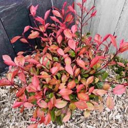 Photinia fraseri ‘Little Fenna‘