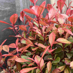 Photinia fraseri ‘Little Fenna‘