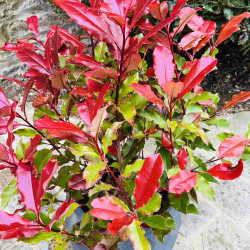 Photinia fraseri Magical Volcano