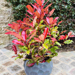 Photinia fraseri Magical Volcano