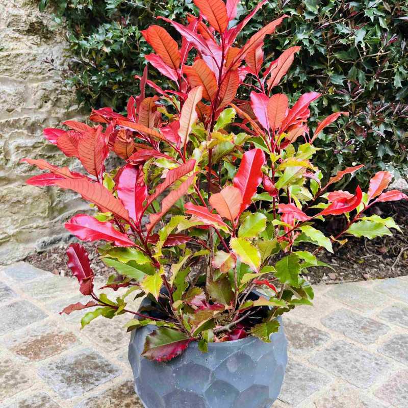Photinia fraseri Magical Volcano