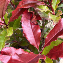 Photinia fraseri Magical Volcano