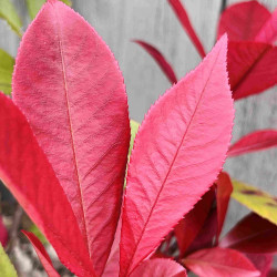 Photinia × fraseri ‘Red Robin’
