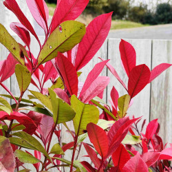 Photinia × fraseri ‘Red Robin’