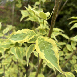 Cornus ‘Alicia’