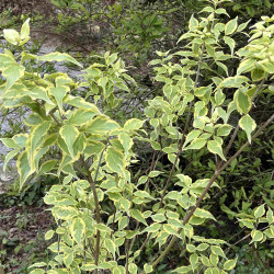 Cornus ‘Alicia’