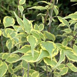 Cornus ‘Alicia’