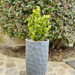 Euonymus japonicus ‘Paloma blanca‘ - Fusain du Japon