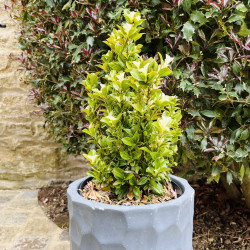 Euonymus japonicus ‘Paloma blanca‘ - Fusain du Japon