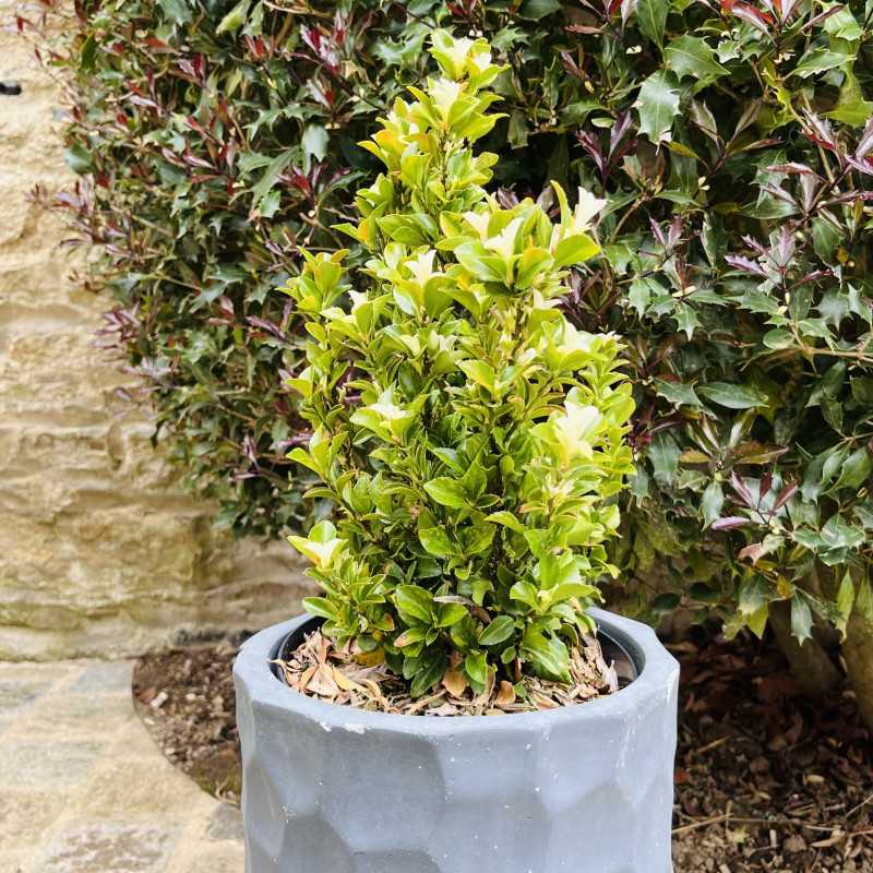 Euonymus japonicus ‘Paloma blanca‘ - Fusain du Japon