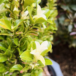 Euonymus japonicus ‘Paloma blanca‘ - Fusain du Japon