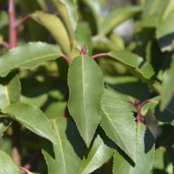 Prunus lusitanica 'Brenelia' - Laurier du Portugal