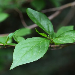 Styrax japonica 'Ruby Pendula' - Styrax japonais