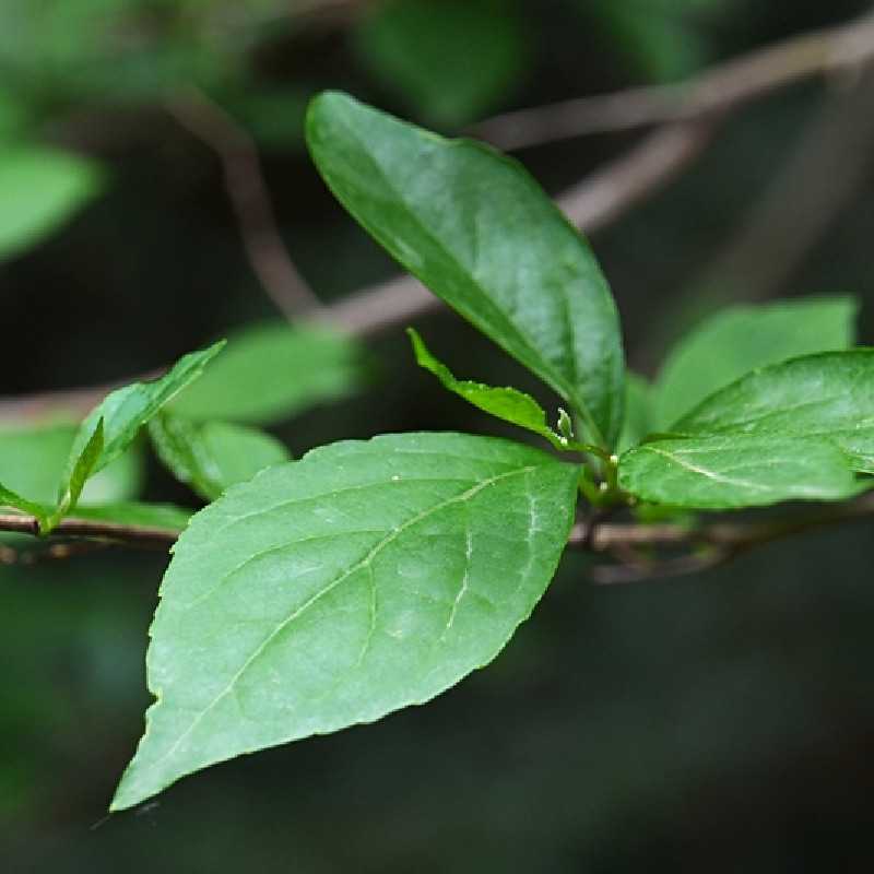 Styrax japonica 'Ruby Pendula' - Styrax japonais