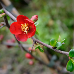 Chaenomeles superba 'Ernst Finken' - Cognassier du Japon