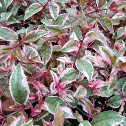 Fuchsia 'Tom West'