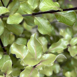 Pittosporum tenuifolium ‘Wrinkled Blue’