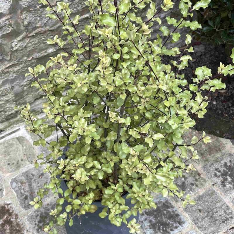 Pittosporum tenuifolium ‘Wrinkled Blue’