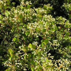 Viburnum harryanum