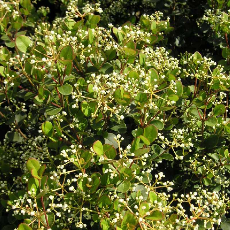 Viburnum harryanum