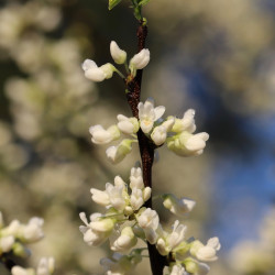 Cercis CHINENSIS ‘Shirobana