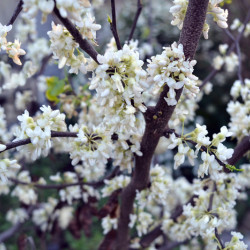 Cercis CHINENSIS ‘Shirobana