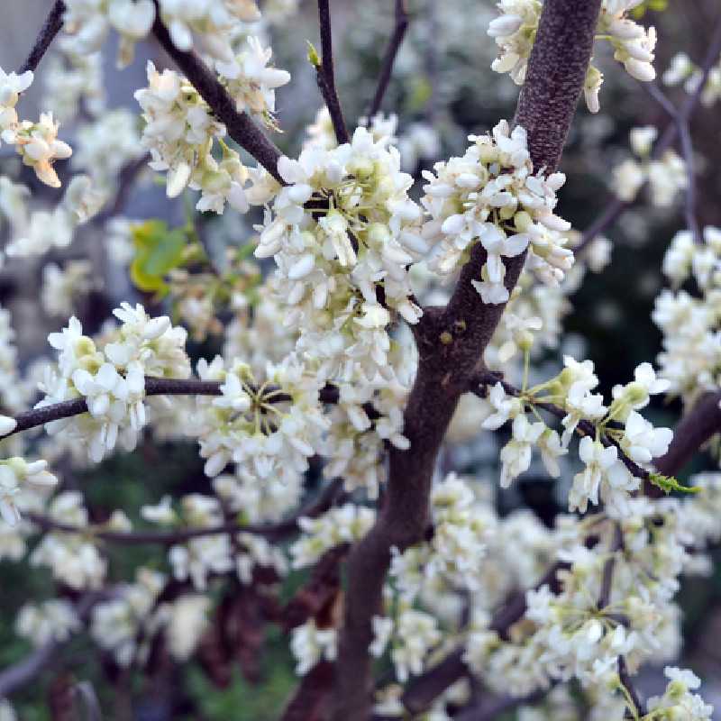 Cercis CHINENSIS ‘Shirobana