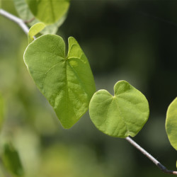 Cercis CHINENSIS ‘Shirobana
