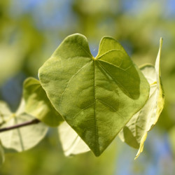 Cercis CHINENSIS ‘Shirobana