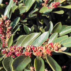 Distylium myricoides ‘Vintage Jade‘