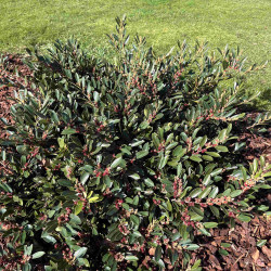 Distylium myricoides ‘Vintage Jade‘