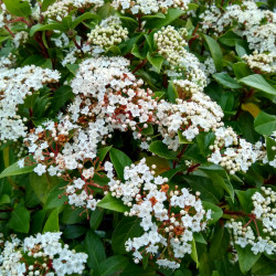 Viburnum tinus Eve Price