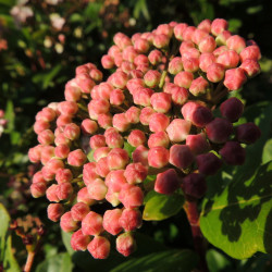 Viburnum tinus Eve Price