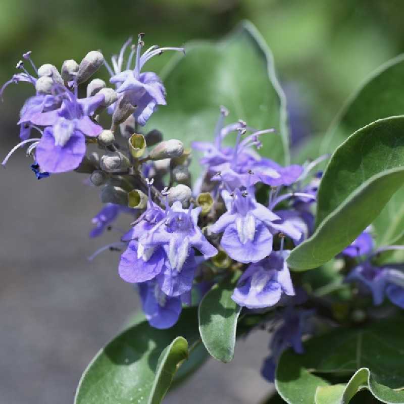 Vitex agnus-castus 'Chicagoland Blues' - Daniel Searle