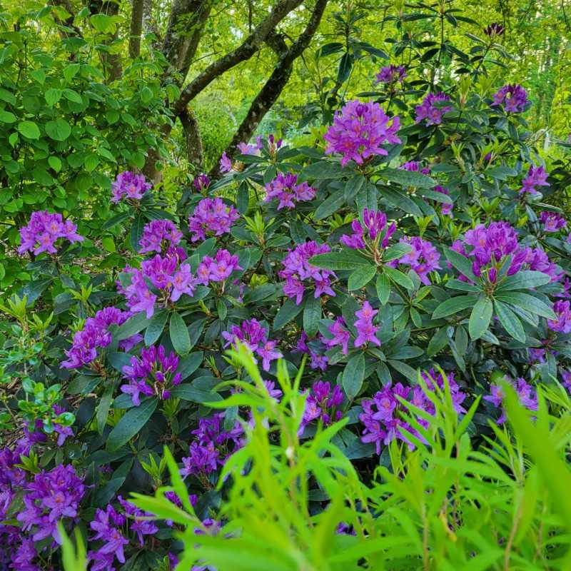 Rhododendron 'Marcel Menard'