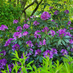 Rhododendron 'Marcel Menard'